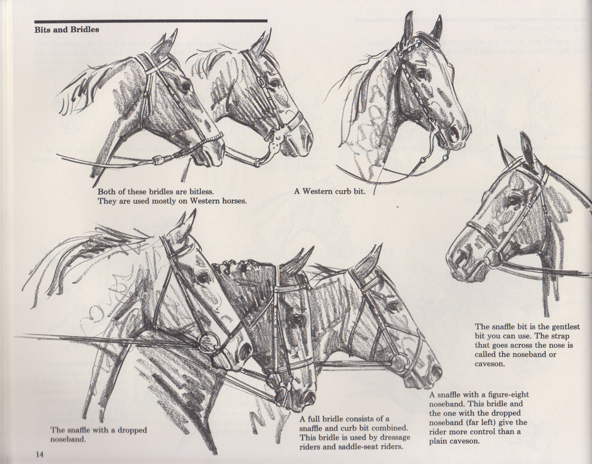 Draw Horses With Sam Savitt